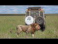 Zebra Plains Collection Mara And Amboseli Camps Kenyan Safari