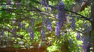 Wisteria Flowers Bloom For Two Weeks A Year!