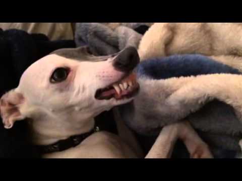 download lagu mp3 mp4 Almond Butter In Italian, download lagu Almond Butter In Italian gratis, unduh video klip Almond Butter In Italian