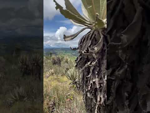 Paramo de belmira #viajando #belmira #antioquia #colombia #paramo #humor