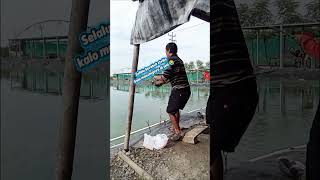 Download lagu Asiknya mancing ikan bawal #mancingikan #ikanbawal #hobimancing mp3