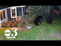 CAUGHT ON CAMERA Black Bears Fight In Florida Man S Backyard