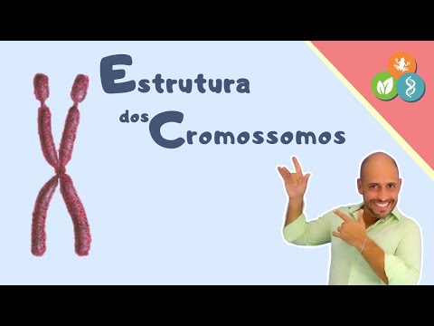 Estrutura dos Cromossomos