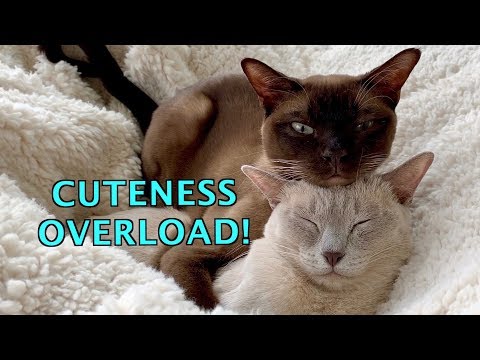 Warm & Fuzzy! Burmese Cats Love to Snuggle & Sleep! Cuteness Overload!