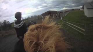 preview picture of video 'Icelandic Horses Ytri Rangá 2'