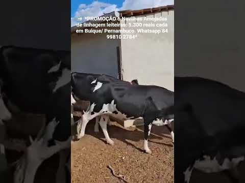 6 Novilhas Amojadas de linhagem leiteiras: 5.300 reais cada em Buique/ Pernambuco.ZAP 84 99810 2784*