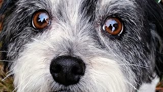 Happy One Year Adoptiversary Dolly Bug