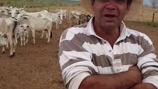 A saga de Roy no Velho Texas Parte 01 A saga de Roy no Velho Texas Parte 01