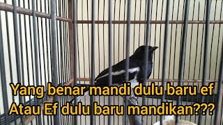 Download lagu CHARACTERISTICS OF MAGIC THREADS THAT NEED TO BATHE FIRST BEFORE A COMPETITION mp3 Download lagu CHARACTERISTICS OF MAGIC THREADS THAT NEED TO BATHE FIRST BEFORE A COMPETITION mp3