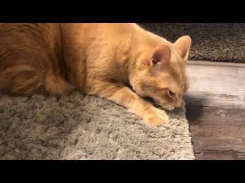 13 year old cat suckles rug