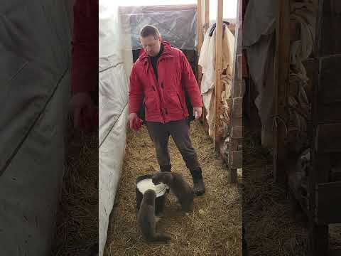 Від чого ростуть поросята та коти ❓️Молочка 🐄🥛🐖🐷 #pig #pigfeed #food #farmer #farming