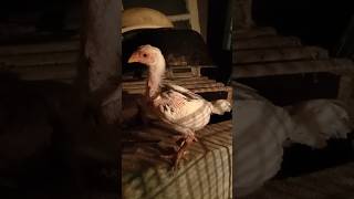 Download lagu CARA MEMILIH ANAKAN AYAM BANGKOK SUPER USIA 1-5 BULAN #sundafarm mp3 Download lagu CARA MEMILIH ANAKAN AYAM BANGKOK SUPER USIA 1-5 BULAN #sundafarm mp3