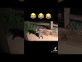 Raccoons caught on camera