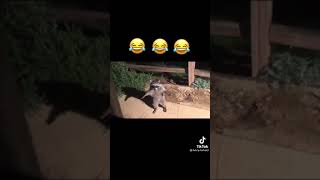 Raccoons caught on camera