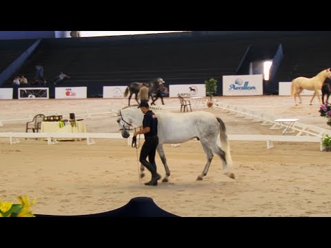 Cavalo Lusitano | Provas de Morfologia | Momento Equestre