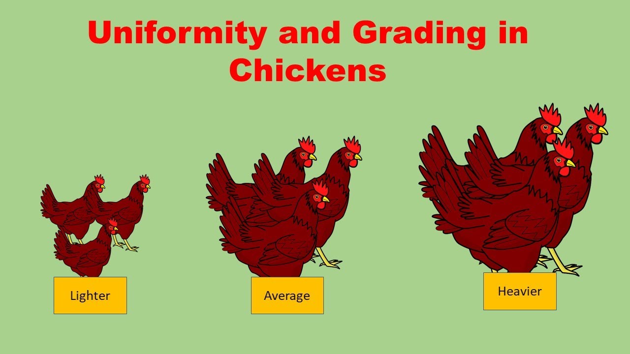 Uniformity in poultry flocks - how to calculate