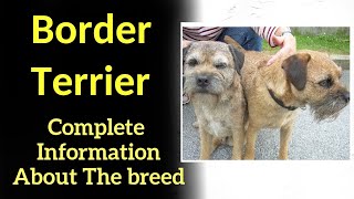 Border Terrier. Pros and Cons, Price, How to choose, Facts, Care, History
