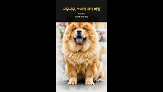 차우차우, 보라색 혀의 비밀 #Shorts