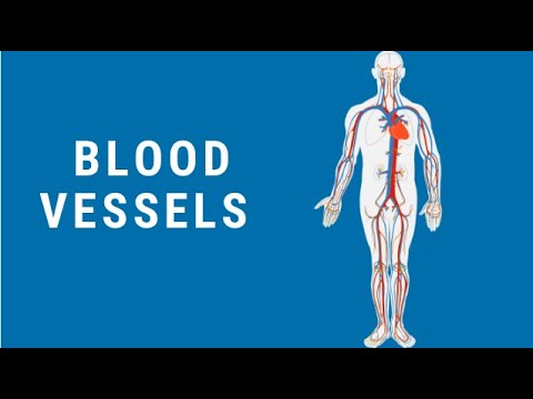 Blood Vessels Part 1