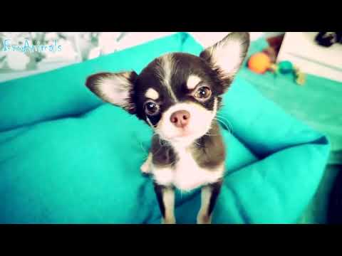 Лучшие Приколы с Животными   Best Funny Animals #527