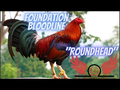 Roundhead : The 4 Foundation Bloodlines Part 3