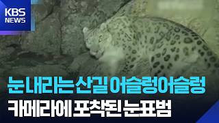 네이멍구 허란산의 '은둔자' 눈표범 포착… 멸종위기 취약종의 귀환