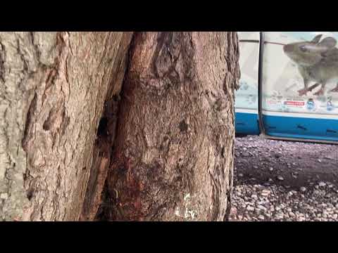 Dead Tree Attracts Carpenter Ants in Bridgewater, NJ