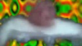 Meat Beat Manifesto - I&#39;m In Paradise Now