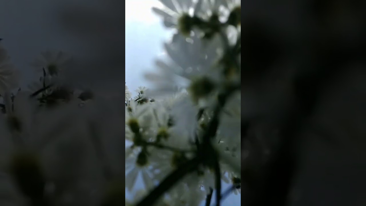 beautiful white flowers in the field