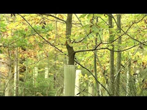 Tubex Wuchs- und Schutzhüllen