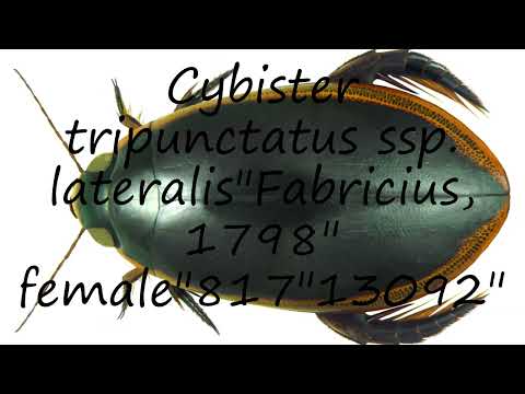 How to pronounce Cybister tripunctatus ssp. lateralis"Fabricius, 1798" female"817"13092" in Latin?