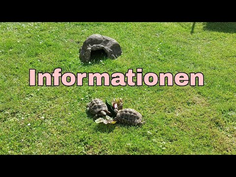 Wichtigste Informationen zu griechischen Landschildkröten