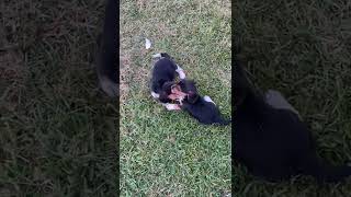 Beagle Puppies Videos