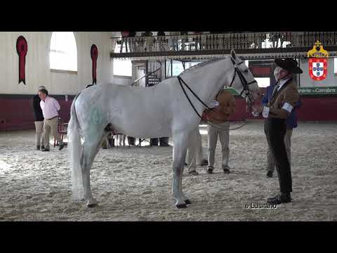 211023 5 Herdade do Rosário - Aprovação de Garanhões