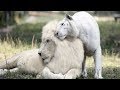 This White Lion And White Tiger Had Babies And The Result Is Stunning