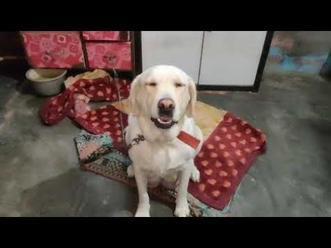 julie ❤️ एक भी पप्पी नही बचा 😥😥 #labrador #dog #sad #death #moments #love #vlog #blog #video