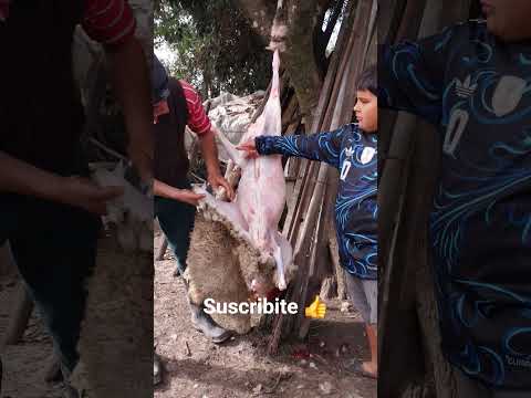 CORDERITO POR EL DIA DEL PADRE LA PAZ ENTRE RIOS