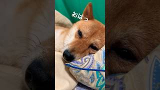 ドアップ豆柴 #shibainu #柴犬 #cute #犬のいる暮らし #二度寝