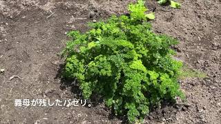 飛騨市をスローシティ へ！Vol.2 自宅横の畑紹介ー亡き義母の遺産ー　20210701