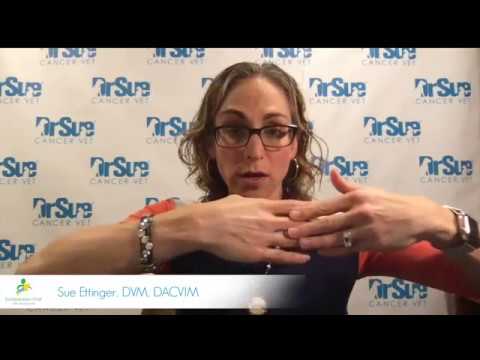 Osteosarcoma in dogs: Dr Sue Q & A