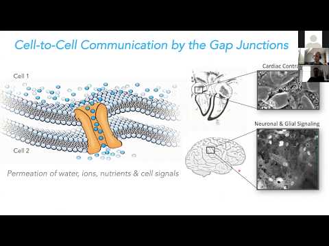 Prof. Steve Reichow - Connexin-46/50 gap junction channels in a dynamic lipid environment