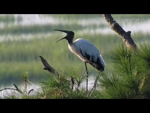 Wood Stork Overlooks Saltmarshes Of Skidaway Island, Georgia – July 23, 2021