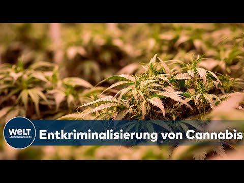CANNABIS LEGALISIERUNG: Lauterbach und FDP sehen massiven Reformbedarf bei Drogenpolitik