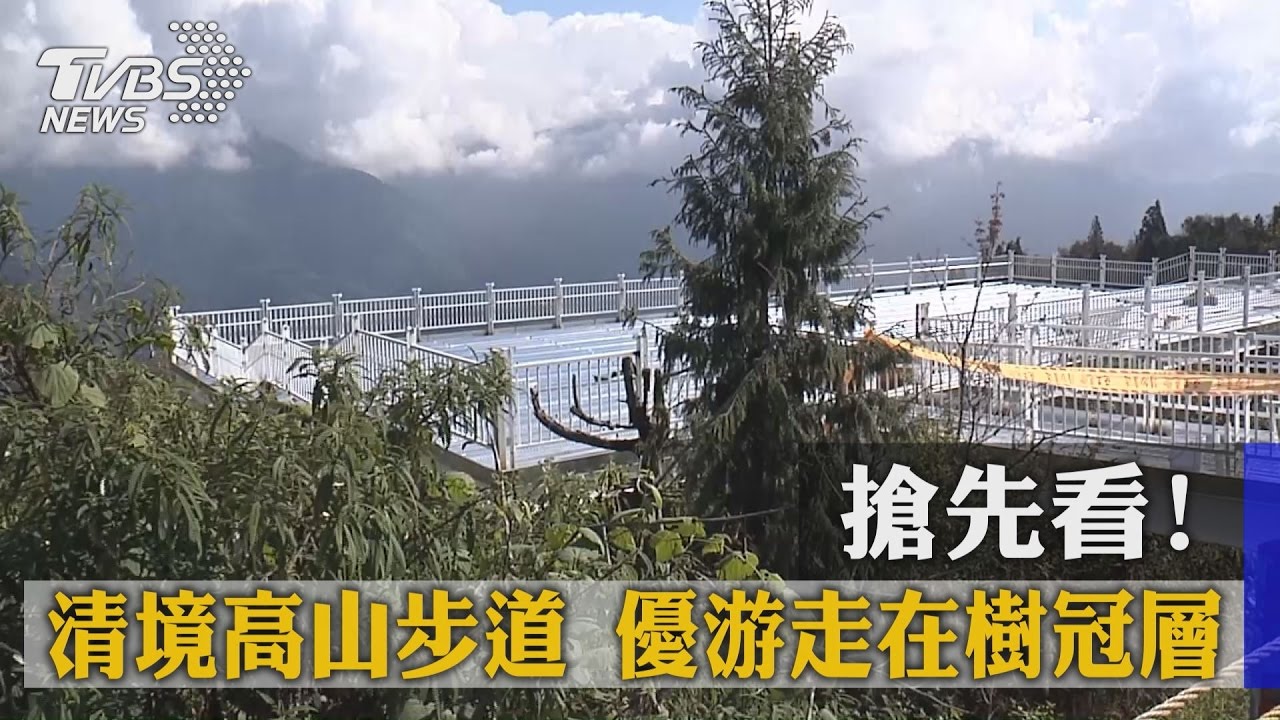 搶先看!清境高山步道 優游走在樹冠層