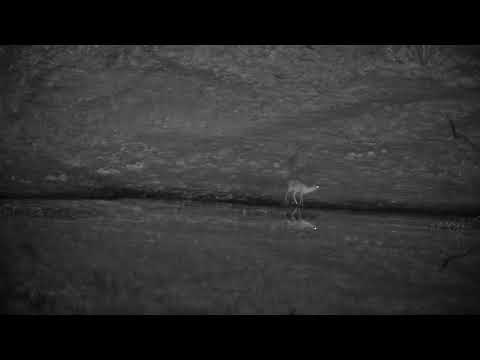 Djuma: Duiker gets a drink at the dam - 21:36 - 09/03/2022