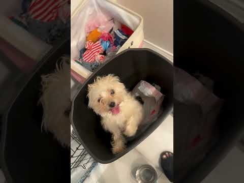 Mon chien espiègle était bien trop heureux de se faufiler dans la poubelle.