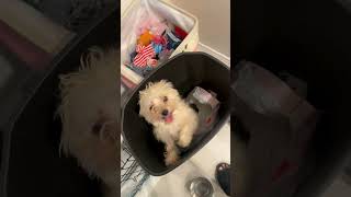 Miniature vidéo