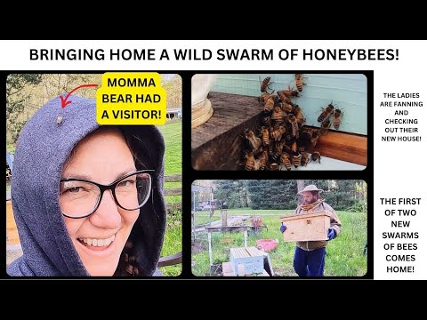 We're Bringing Home a Wild Swarm of Honeybees!