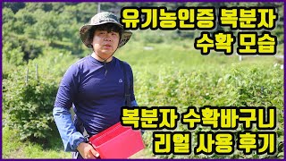 유기농 토종 가시복분자 수확 모습과 수확바구니 사용 후기
