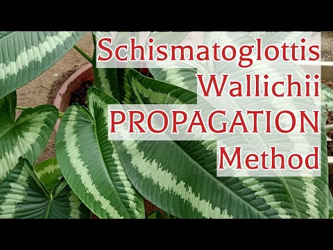 How I Divide And Propagate Schismatoglottis Wallichii House Plant